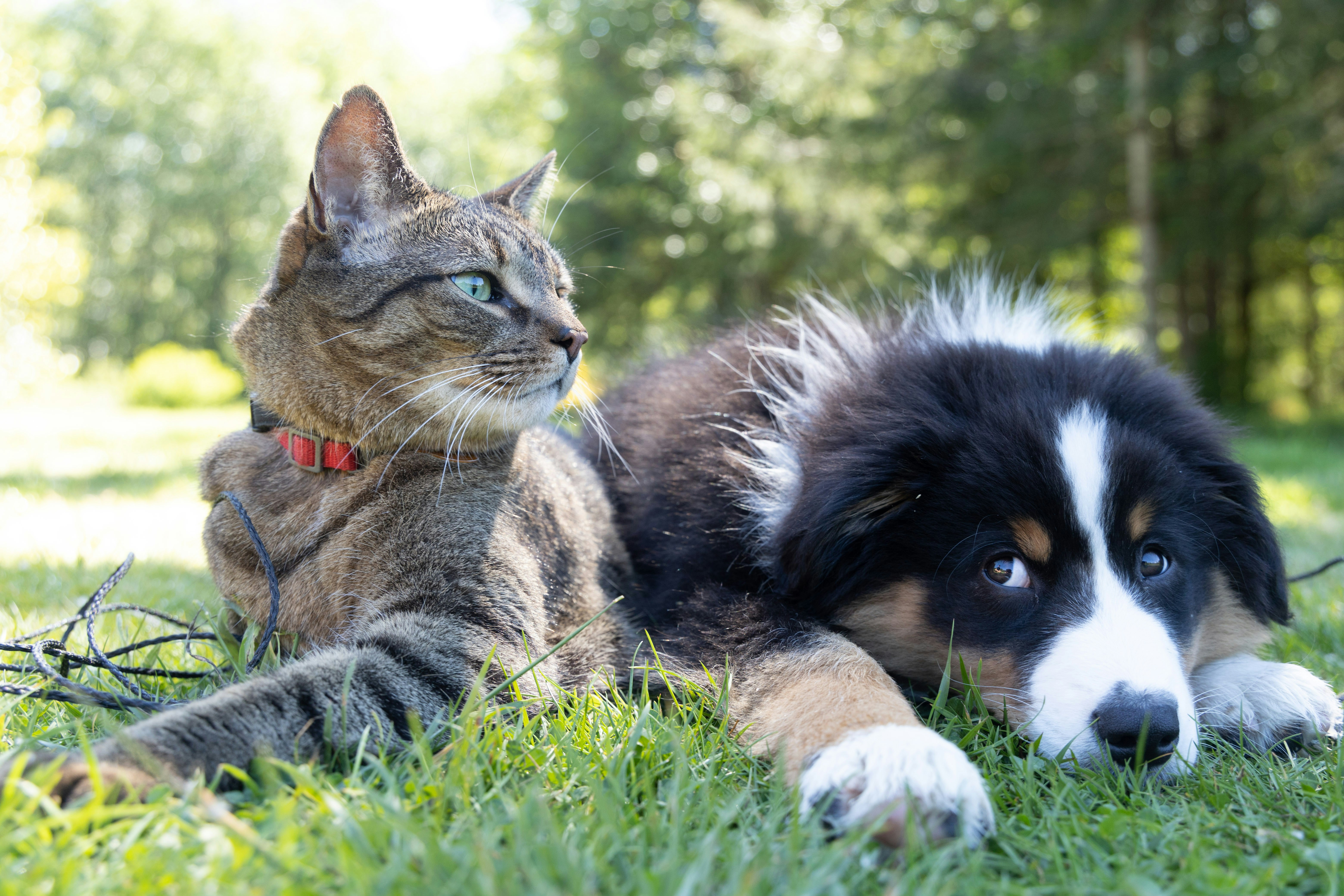 Power BI Report: Analyzing LapCat vs LapDog Performance at Waggle